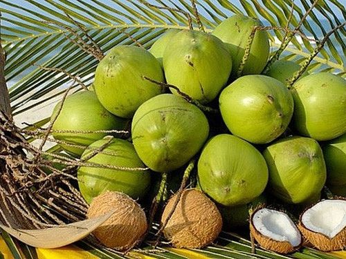 Ngành dừa Việt Nam: Khi lợi thế không còn nằm ở vườn cây