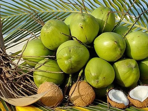 Ngành dừa Việt Nam: Khi lợi thế không còn nằm ở vườn cây