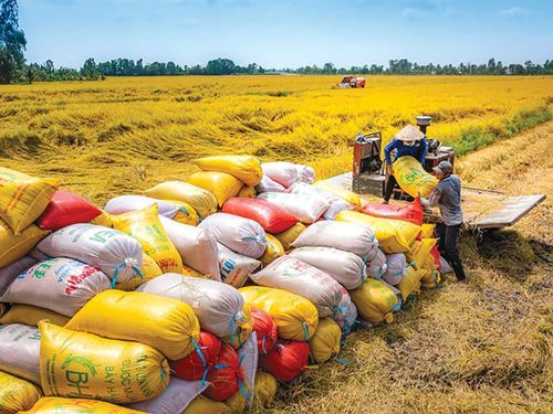 Gạo Việt trong cuộc đua chất lượng: Không còn là câu chuyện sản lượng