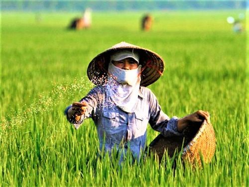 Phân bón Việt Nam trước áp lực xanh hóa: Cuộc đua mới ngoài giá bán