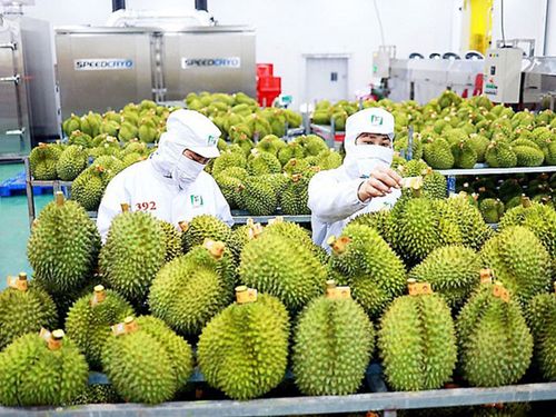 Sầu riêng dẫn dắt tăng trưởng, xuất khẩu rau quả tăng gần 18% trong 6 tháng đầu năm