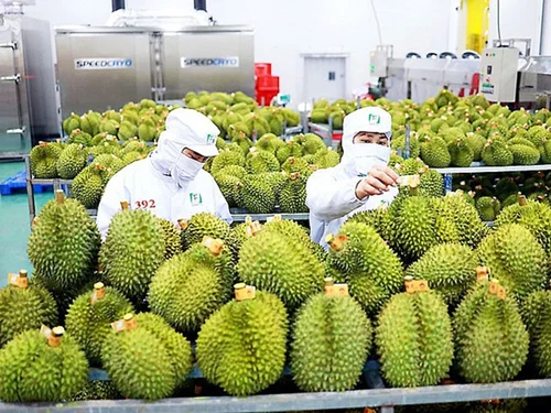 Sầu riêng dẫn dắt tăng trưởng, xuất khẩu rau quả tăng gần 18% trong 6 tháng đầu năm