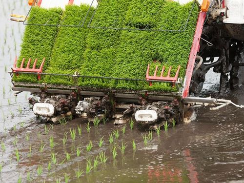 Máy cấy thông minh: Chìa khóa cho sản xuất lúa chất lượng cao và phát thải thấp