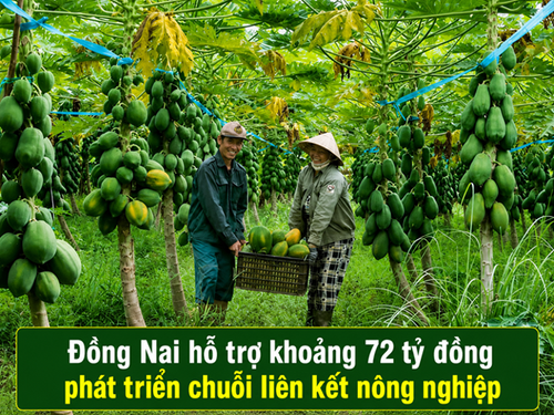 Đồng Nai hỗ trợ khoảng 72 tỷ đồng phát triển chuỗi liên kết nông nghiệp