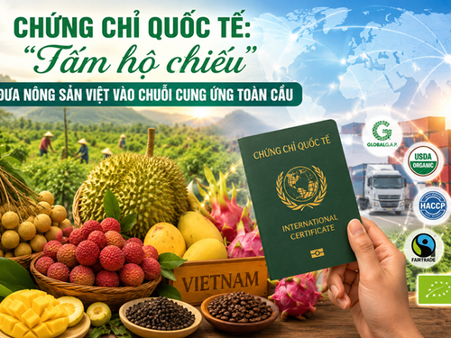 Chứng chỉ quốc tế: 