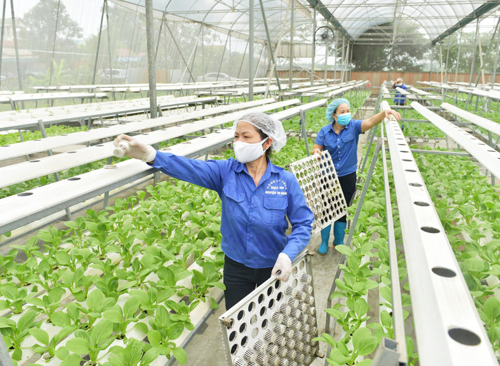 Nông nghiệp Hà Nội: Bứt phá từ những cánh đồng số