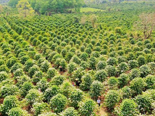 Nông sản Việt bước vào cuộc đua thương hiệu: Thoát khỏi “cái bóng” hàng hóa giá rẻ