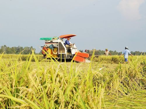 Phú Thọ có gần 1.800 hợp tác xã đang hoạt động, nông nghiệp vẫn là lĩnh vực chủ lực