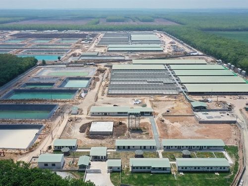 BAF Việt Nam tăng tốc mở rộng chuỗi chăn nuôi, sản lượng heo bán ra tăng mạnh trong nửa đầu năm 2026