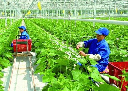 Hà Nội đổi mới, nâng cao chất lượng đào tạo nghề cho lao động nông thôn đến năm 2030
