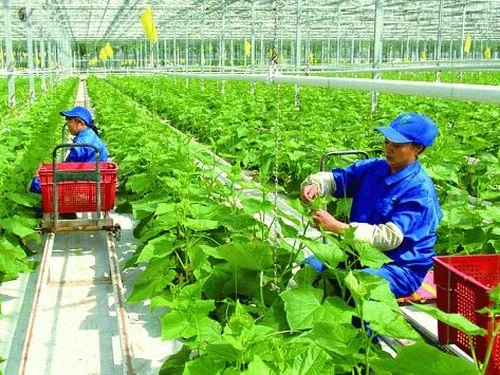 Hà Nội đổi mới, nâng cao chất lượng đào tạo nghề cho lao động nông thôn đến năm 2030