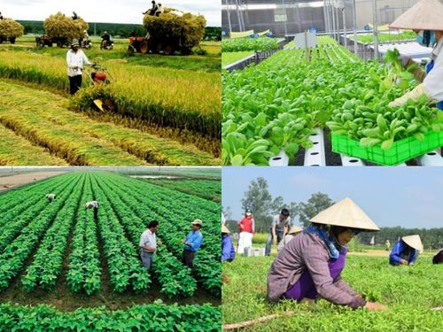 Nông nghiệp công nghiệp hóa: Vì sao nhiều hợp tác xã vẫn loay hoay giữa “làm nông” và “làm doanh nghiệp”?