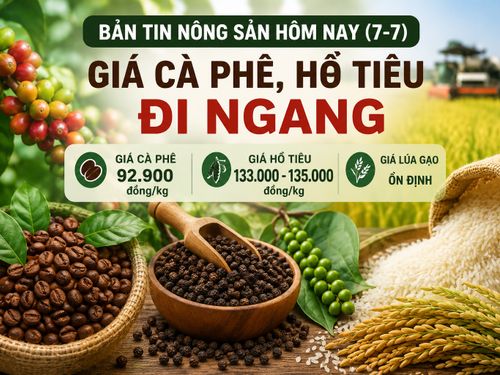 Giá nông sản hôm nay (7/7): Giá cà phê, hồ tiêu đi ngang; thị trường lúa gạo ổn định