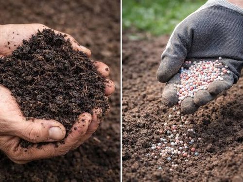 Công nghệ sinh học đang thay đổi ngành phân bón Việt Nam như thế nào?