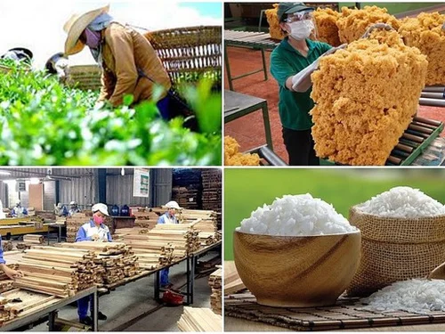 Chuỗi liên kết nông nghiệp: Từ mô hình hợp tác đến lợi thế cạnh tranh dài hạn