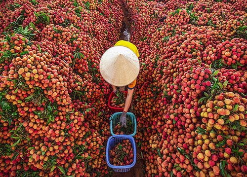 Từ nguyên liệu đến thương hiệu: Vì sao nhiều nông sản Việt vẫn bán giá thấp?