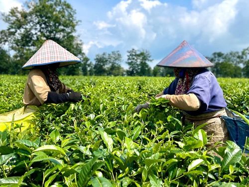 Gia Lai: Khuyến công tiếp sức khu vực kinh tế tư nhân phát triển