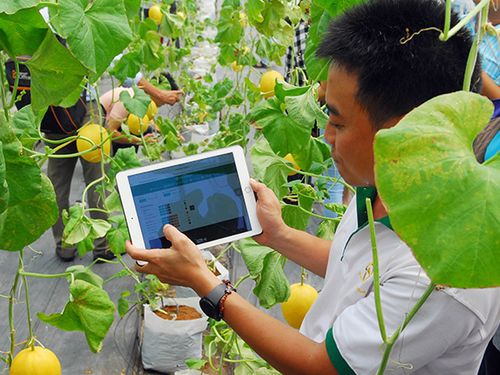 Chuyển đổi số đang giúp hợp tác xã nông nghiệp thay đổi ra sao?