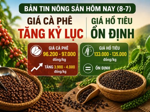 Giá nông sản hôm nay (8-7): Giá cà phê lập đỉnh 4 tháng, hồ tiêu tiếp tục đi ngang