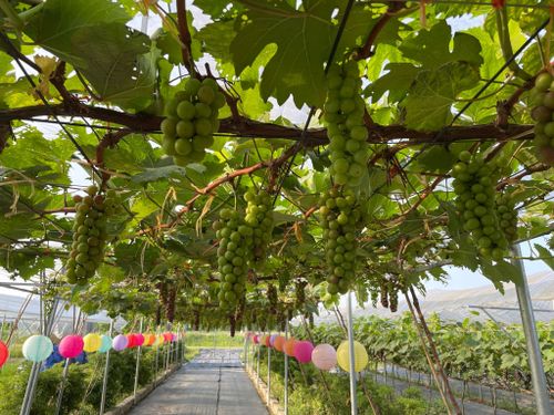 Thanh Hóa tăng tốc chuyển đổi nông nghiệp xanh, hướng tới nền sản xuất thông minh và bền vững