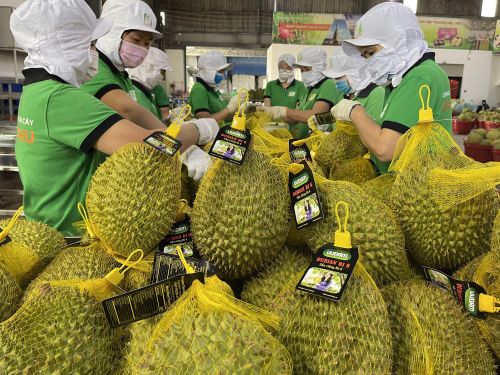 Đắk Lắk siết quản lý mã số vùng trồng, nâng tầm thương hiệu sầu riêng trên thị trường quốc tế