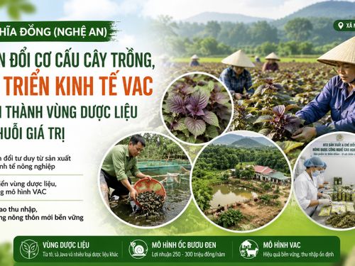 Nghĩa Đồng bứt phá với nông nghiệp đa giá trị: Hình thành vùng dược liệu, phát triển VAC nâng cao thu nhập