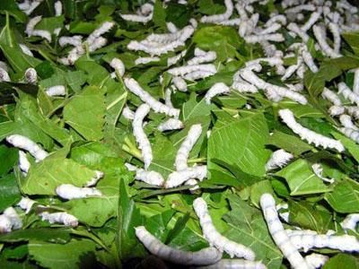 Làng dâu tằm Hải Châu: Gìn giữ nghề truyền thống, mở hướng phát triển kinh tế và du lịch trải nghiệm