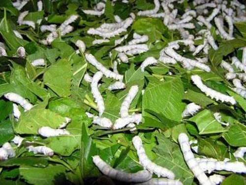 Làng dâu tằm Hải Châu: Gìn giữ nghề truyền thống, mở hướng phát triển kinh tế và du lịch trải nghiệm