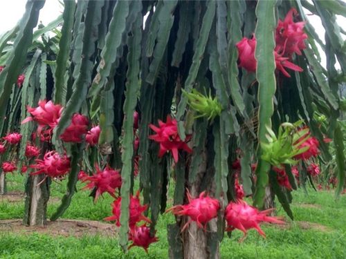 Thanh long ruột đỏ đầu mùa ở Quảng Ninh: Chín đến đâu, khách đặt hết đến đó