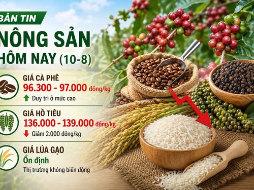 Giá nông sản hôm nay (10-8): Giá cà phê neo cao, hồ tiêu giảm 2.000 đồng/kg