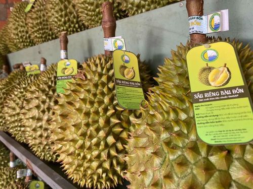 Tháo gỡ vướng mắc về mã số vùng trồng, xây dựng thương hiệu sầu riêng Việt Nam