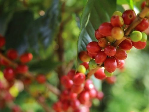 Giá nông sản hôm nay (11-8): Giá cà phê tăng nhẹ, hồ tiêu đi ngang