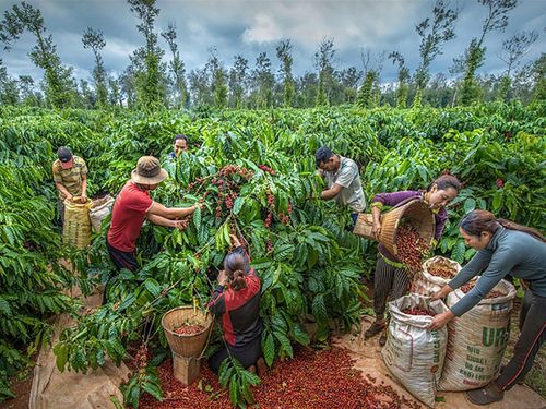 Bản tin nông sản hôm nay (12/8): Giá cà phê và hồ tiêu cùng tăng, cà phê lên 98.000 đồng/kg