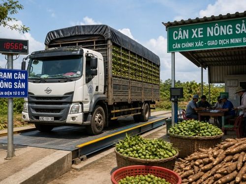 Nghề cân xe nông sản thuê “sống lại” nhờ các vùng chuyên canh mở rộng