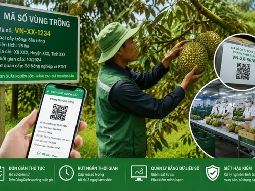 Tăng hậu kiểm, xử lý tình trạng mua bán và sử dụng sai mã số vùng trồng