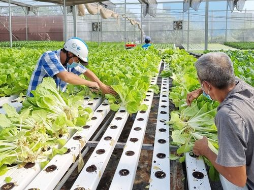 Hà Nội nâng giá trị nông sản từ những vùng sản xuất tập trung
