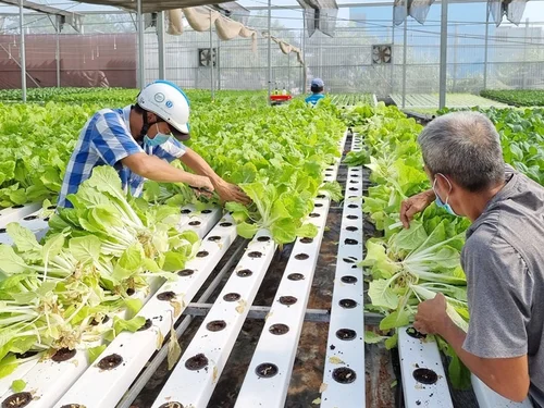 Hà Nội nâng giá trị nông sản từ những vùng sản xuất tập trung
