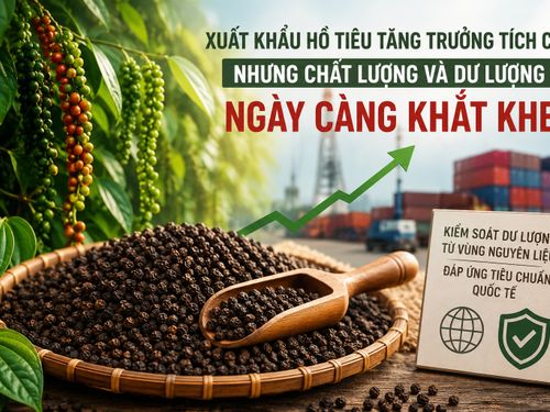 Xuất khẩu hồ tiêu vượt 1 tỷ USD, bài toán dư lượng đặt ra từ vùng nguyên liệu