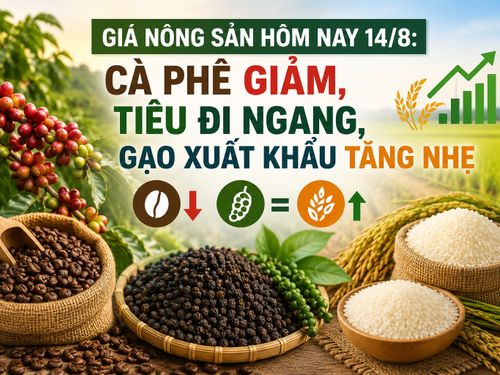 Giá nông sản hôm nay 14/8: Cà phê giảm phiên thứ hai, hồ tiêu đi ngang, gạo xuất khẩu tăng nhẹ