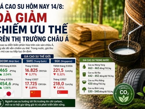 Giá cao su hôm nay 14/8: Áp lực giảm chiếm ưu thế, ngành cao su tìm dư địa từ tín chỉ carbon
