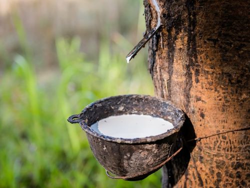 Giá cao su hôm nay 15/8: Các sàn châu Á phân hóa, sắc đỏ chiếm ưu thế