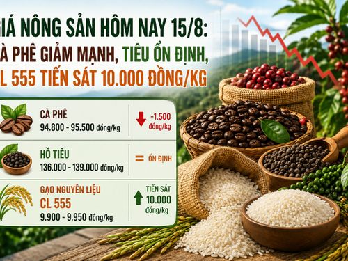 Giá nông sản hôm nay 15/8: Cà phê giảm mạnh, tiêu đi ngang, CL 555 áp sát 10.000 đồng/kg