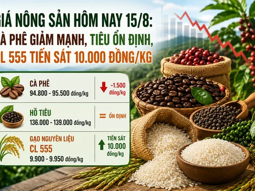 Giá nông sản hôm nay 15/8: Cà phê giảm mạnh, tiêu đi ngang, CL 555 áp sát 10.000 đồng/kg