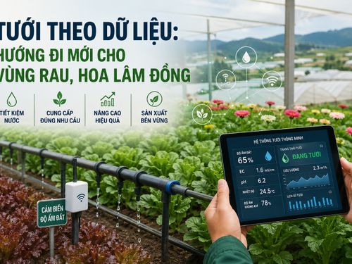 Tưới theo dữ liệu: Hướng đi mới cho vùng rau, hoa Lâm Đồng