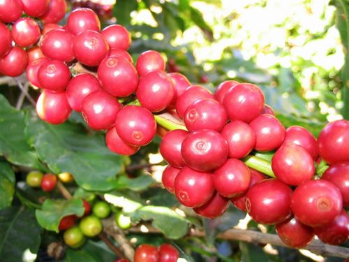 Giá nông sản hôm nay 17/8: Cà phê giảm mạnh, tiêu đi ngang, gạo ít biến động