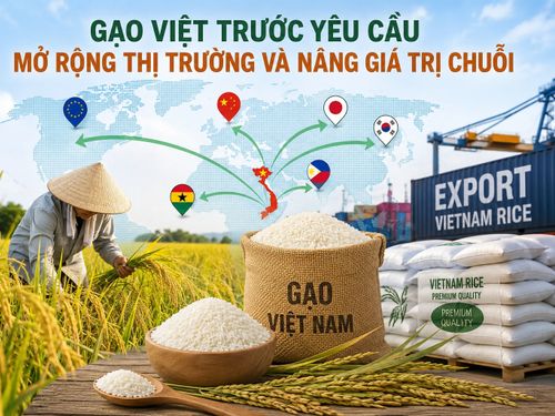 Gạo Việt trước yêu cầu mở rộng thị trường và nâng giá trị chuỗi