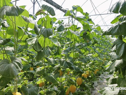 Hải Phòng nhân rộng nông nghiệp công nghệ cao từ những mô hình thực nghiệm