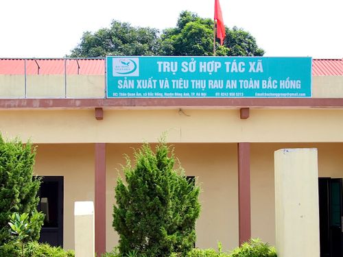 HTX Sản xuất và Tiêu thụ Rau an toàn Bắc Hồng: Giữ thương hiệu, nâng giá trị từ vùng rau truyền thống