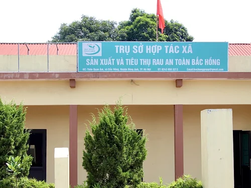 HTX Sản xuất và Tiêu thụ Rau an toàn Bắc Hồng: Giữ thương hiệu, nâng giá trị từ vùng rau truyền thống