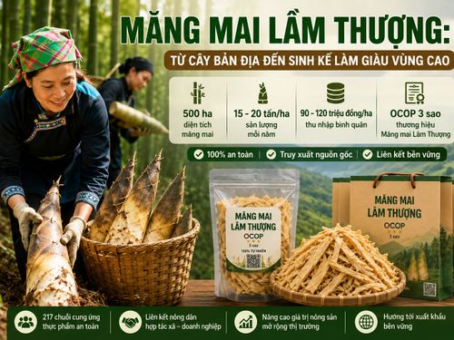 Măng mai Lâm Thượng: Từ cây bản địa đến sinh kế làm giàu vùng cao